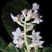 Neurocalyx calycinus (R.Br. ex Benn.) B.L.Rob.